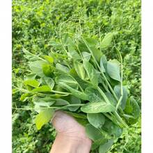 100seeds Pea Seedlings Pea Tip Seeds Pea Seeds Bean Sprouts Green Vegetables Sprouts Farm Vegetables Plants Live   Vegetable Seeds Seeds Hosta Plants Plants Gardening Flower Seeds Plant Flowers For Outside Semillas De Flores Para Sembrar Gardening  All  Plants For Outside Mosquito Repellent Outdoor Garden Plants Seeds For Planting Perennial Flower Seeds Plant Seeds - 100 - 查看 2