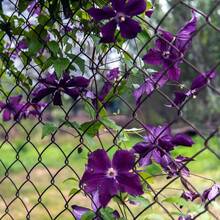 Heirloom Clematis Seeds - 100+ Perennial Flowering Vines For Plants,   Of Vegetable Seeds, Hosta Plants, Live Plants, Garden Plants, Flower Seeds, Plants For Outdoors, Semillas De Flores Para Sembrar, Garden  , All  Live Plants, No Seeds, Live Plants, Garden Plants For Outdoors, Mosquito Repellent, Outdoor Garden Perennial Plants, Seeds For Planting, Live Plants,  , No Seeds, Perennial Flower Seeds, Plant Seeds - 1包 - 查看 2