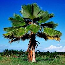 100pcs Seeds Fiji Fan Palm Tree Seeds Pritchardia Pacifica Fast Growing Tropical Plant - Variant1 - View 3