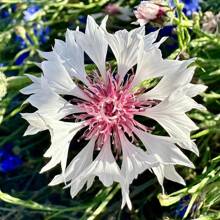 Cornflower/Bachelor Button Seeds - Centaurea Cyanus - Beautiful, Abundant And Edible