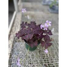 150Pcs Purple Oxalis Shamrock Seeds Oxalis Triangularis Seeds For For Fall Planting - Variant1 - View 2