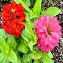 Dahlia Flowered Mix Zinnia Seeds - Zinnia Elegans - Pretty & Pollinator Friendly