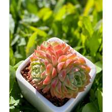 4in Live Succulent Plants Indoor Plant Outdoor Garden Decorat Plants Live   Vegetable Seeds Seeds Hosta Plants Live Plants Plants Gardening Flower Seeds Plant Flowers For Outside Semillas De Flores Para Sembrar Gardening  All  Live Plants Not Seeds Live Plants  Plants For Outside Mosquito Repellent Outdoor Garden Perennial Plants Seeds For Planting Live Plants  Not Seeds Perennial Flower Seeds Plant Seeds