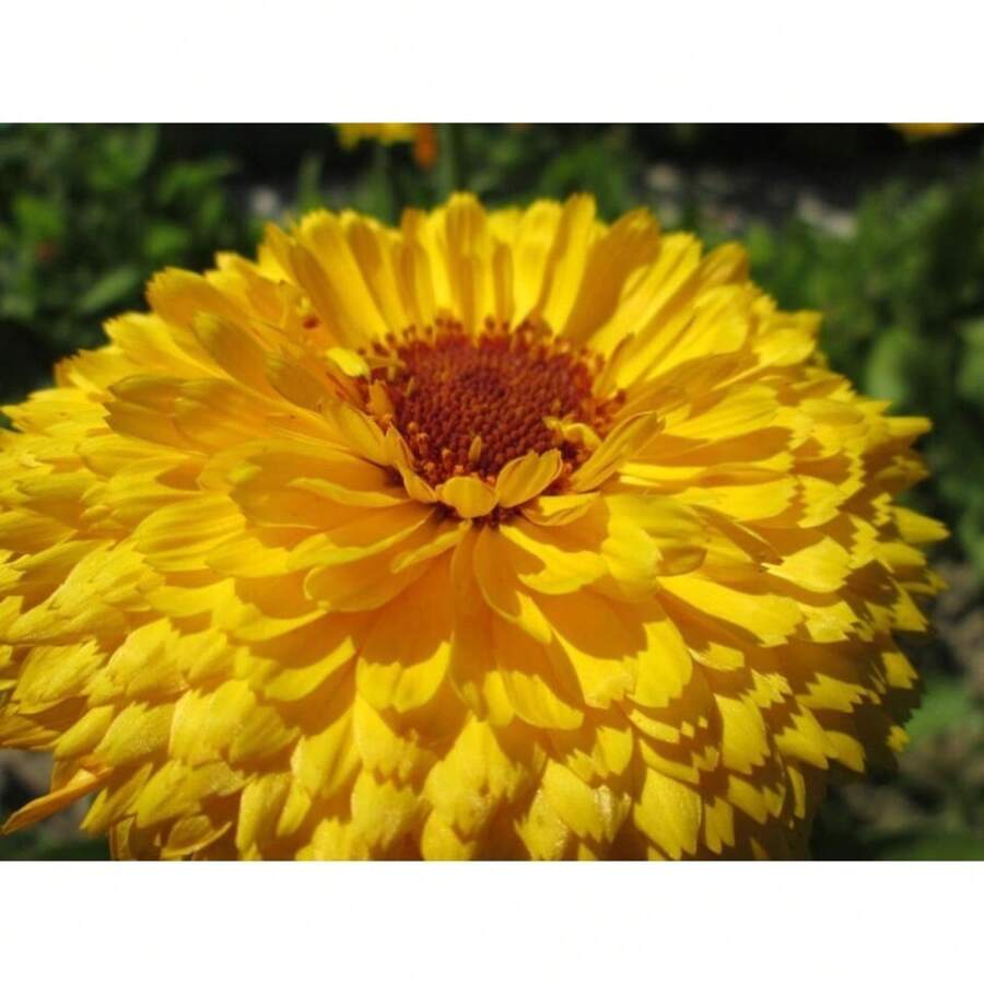 174 Pieces Beauty Yellow Ringel Flower Calendula Officinalis Flower Seeds Plants Live  Vegetable Seeds Hosta Plants Garden Flower Seeds Plants For Outdoor Semillas De Flores Para Sembrar Garden  All  Plants For Outdoor Mosquito Protection Outdoor Garden Plants Seeds For Planting Perennial Flower Seeds Plants - 174 - 查看 1