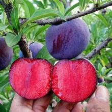 200 Pcs Plum Seeds Fruit Tree Seedlings Rose Plum New Variety Prune Red Heart Sugar Southern Northern Planting Grafted Plum Seedlings Seeds