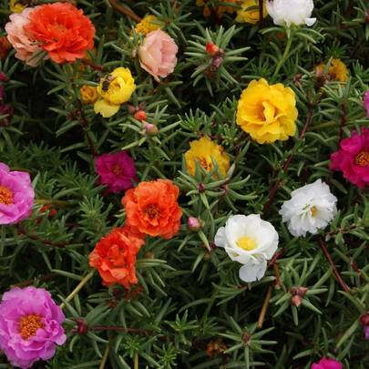 215pcs Mixed Moss Rose Seeds HOA Mi Gi AKA.Purslane Mix Mexican Rose, Sun Rose, Rock Rose Moss - Purslane, Eleven O'clock Heat And Drought Tolerant