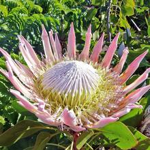 Color Mix 100 Pieces Heirloom Protea Flower Seeds For Indoor And Outdoor Planting - Decorative Large Flowers Garden Seeds, Non-GMO - 1Pack - 查看 4