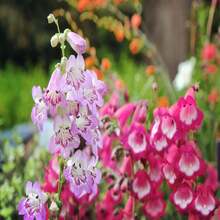 100 SENSATION MIX PENSTEMON Hartwegii Barttonge Colors Bicolor Red, Pink, White, Purple, White Flower Seeds - 種子 - 查看 2