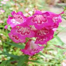 100 SENSATION MIX PENSTEMON Hartwegii Barttonge Colors Bicolor Red, Pink, White, Purple, White Flower Seeds - 種子 - 查看 8
