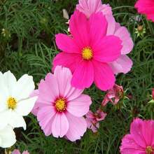350 COSMOS SENSATION MIX Colors Cosmos Bipinnatus Flower Seeds