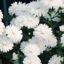 Mixed Cornflower Seeds, Outdoor Perennial Flower, Permanent Mulch, Crawling Lawn, Outdoor House Plants, Gardening, Local Delivery