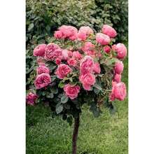 187pcs Rose Tree Flower Seeds, Potted Seedling Seeds, Indoor And Outdoor Planting, Home Garden Use - 187 - 查看 2