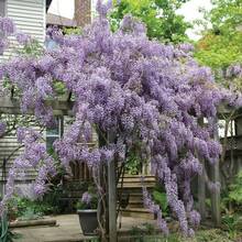 The Seeds Of Maverick SUPSEED 20 Purple Vine Seeds, Suitable For Planting - Beautiful Flower Vines.