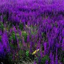 VIPERS BUGLOSS Seeds FREE Shipping Fresh & Organic Echium Vulgare Seeds Blue Outdoor Flower Seeds Wholesale Blueweed Echium Seeds