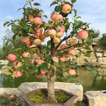 Apple Seeds 607, Fruitful Range Of Seeds, High Germination Rate