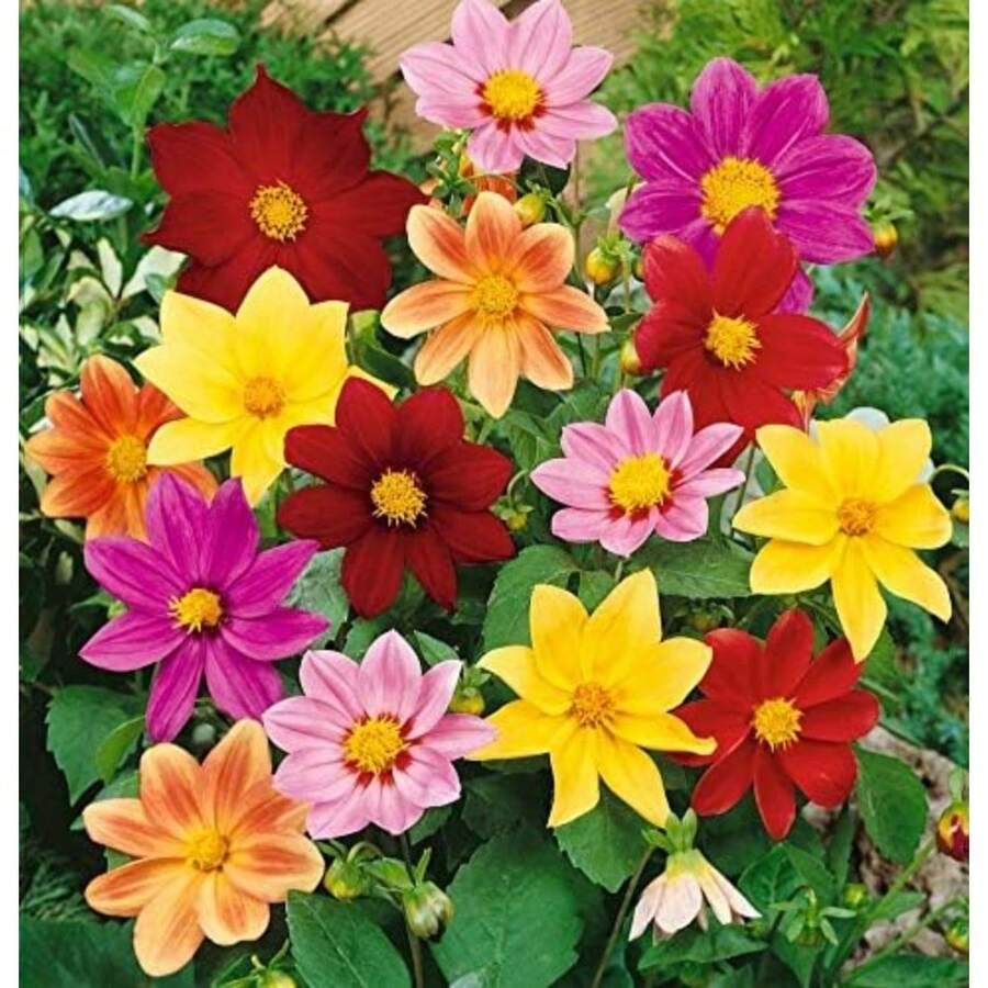352 Pieces Seeds Breathtaking One-Year-Old Flowers Dahlias Seed Mix Plant For Beautiful Flowers Plants Living  S Vegetable Seeds Hosta Plants Garden Flowers Plants For Outdoor Semillas De Flores Para Sembrar Garden S All  Plants For Outdoor Mosquito Protection Outdoor Garden Plants Seeds For Planting Perennial Flower Seeds Plant Seeds