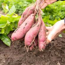 200Pcs Sweet Potato Seeds Non-GMO Sweet Vegetable Seeds Home Garden Plant Seed For Planting - 200Pcs - 查看 1