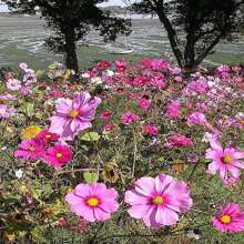 350 COSMOS SENSATION MIX Colors Cosmos Bipinnatus Flower Seeds