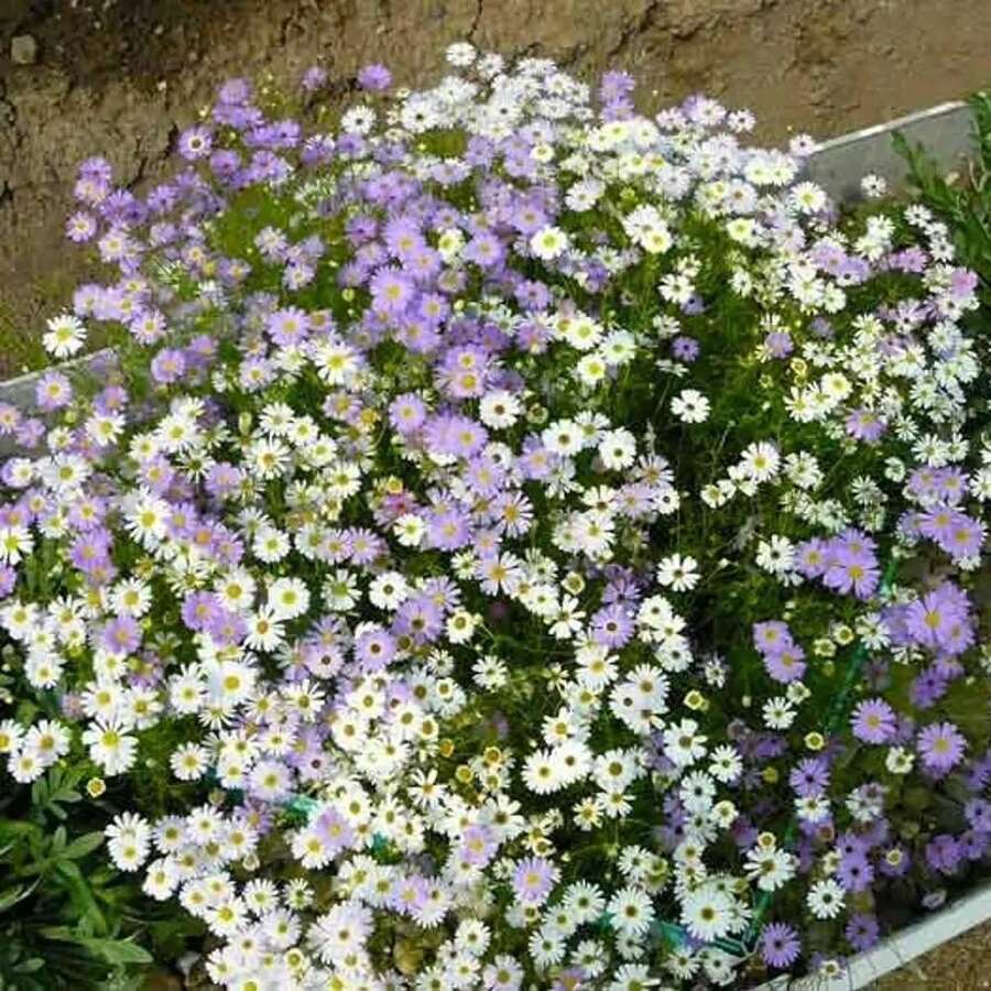 200 Seeds Four-Part Brachycome Flower Seeds Simple For Planting Plants On  Vegetable Seeds Hosta Plants Live Plants Garden Flower Seeds Plants For Outdoor Semillas De Flores Para Sembrar Garden  All  Live Plants No Seeds Live Plants  Plants For Outdoor Mosquito Protection Outdoor Garden Four-Part Plants Seeds For Planting Live Plants  No Seeds Four-Part Flower Seeds Plant Seeds - 200PCS - View 1