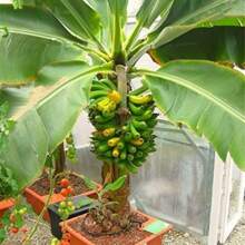 100 Samen Zierbanane Exotischer Baum Indoor Zwerg Mehrjährige Blumen Pflanzen Erbstück Blumen