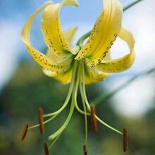 There Is Lilium Henryi.Citranum Tiger Lily 100 Seeds - Variant1 - View 1