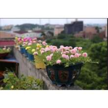 Double Petaled Sunflower Seeds, Balcony Potted Flowers, Courtyard Potted Sunflower Seeds, Perennial Classic Flower Seeds That Bloom Year-Round, Ice Purple Sunflower Seeds,
