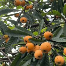 174 Loquat Tree Seeds, Large Loquat Fruit Tree Seeds, Can Be Planted All Year Round, Plants On , Vegetable Seeds, Hosta Plants, Garden Plants, Flower Seeds, Plants For Outdoors, Semillas De Flores Para Sembrar, Garden , All  Plants For Outdoors, Mosquito Repellent For Outdoor Use, Garden Plant Seeds For Planting, Perennial Flower Seeds, Plant Seeds
