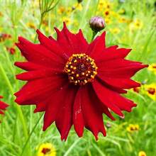 500 Pieces Dwarf Coreopsis Plains Wildflower Seeds For Outdoor Planting - Perennial Coreopsis Tinctoria Plants Bloom Garden Home Non-GMO Heirloom Easy Plant