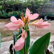 10 Seeds - Hellrosa Canna