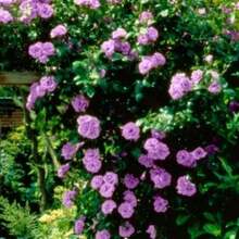 Climbing Fuchsia Roses - Choose The Color- 20 Seeds -Code381