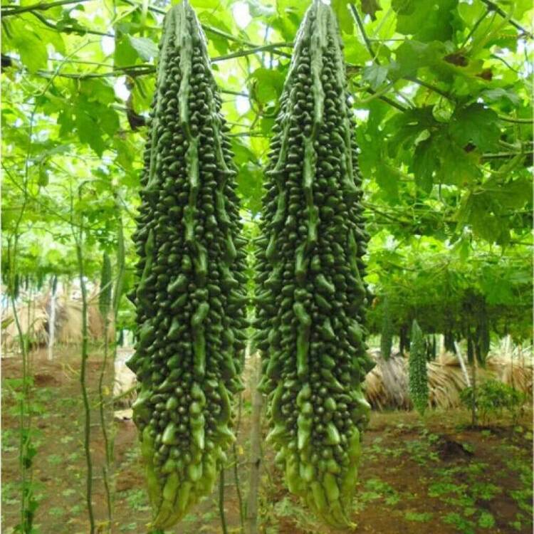 PAS UNE MAUVAISE GRAINE ! 95 graines de melon amer - kg-95 pièces - Voir 2