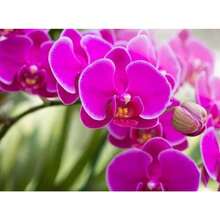 New 110 Pieces Phalaenopsis Orchid Flower Seeds Black Generic
