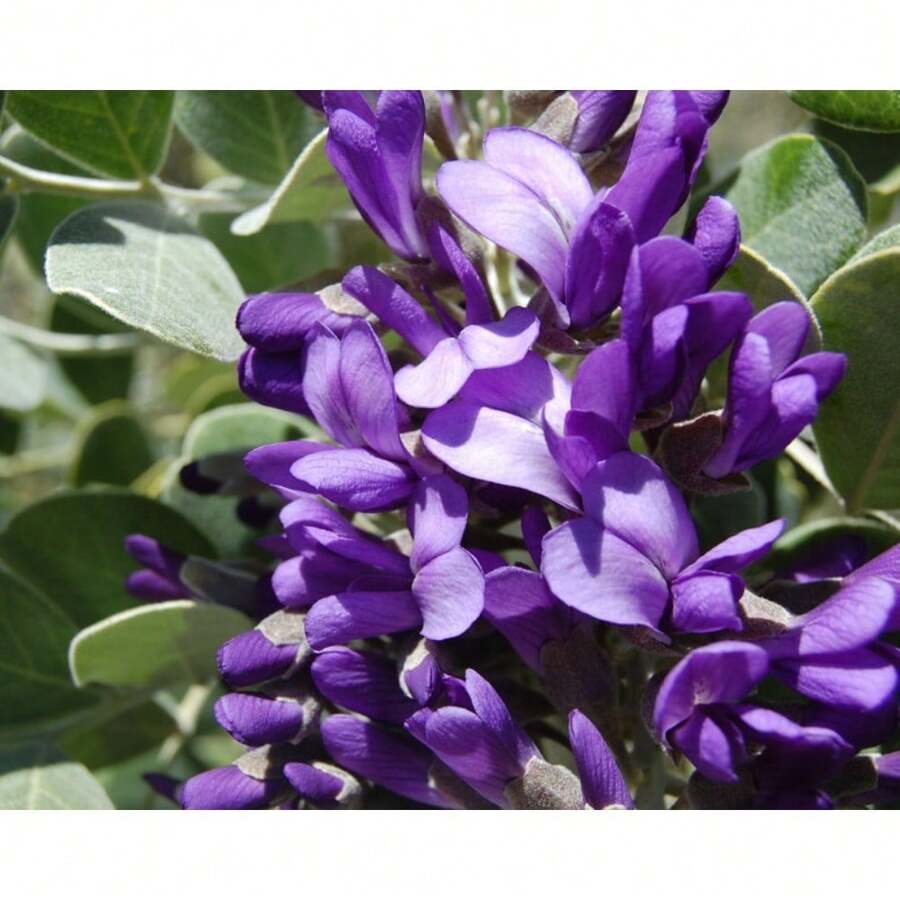 Sophora Secundiflora 200 Seeds - Texas Mountain Laurel