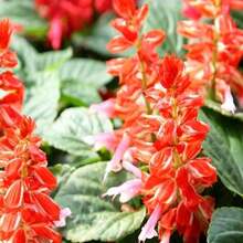 Scarlet Sage Amore Scarlet Bicolor Flowers 10 Seeds - Salvia Splendens GMO FREE