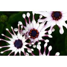 100 Pieces Of Rare Purple Forget-Me-Not Seeds For Planting - 變體1 - 查看 6