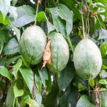 Passiflora Popenovii, Perfect Passion Fruit, Very Rare - 5 Seeds