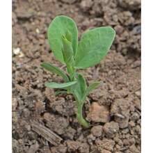 Royal Lavender Sweet Misple Fruit Seeds