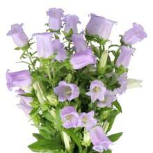 Campanula Medium Champion Lavender Seeds - Blooming Season - Attracts Pollinators - Low Maintenance - Plants In Spring/Summer 8060b - 種子 - 查看 3