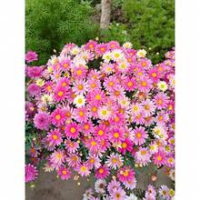 Mixed Pyrethrum Tanacetum Chrysanthemum Seeds For Planting - Fragrant, Attracts Bees And Butterflies - 2100 Pieces - 2100 - 查看 4