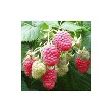 The Bag Contains Bags Of Cranberry Seeds, A Fruitful Assortment Of Seeds With A High Germination Rate.