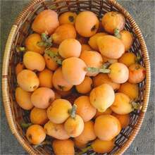 174 Loquat Tree Seeds, Large Loquat Fruit Tree Seeds, Can Be Planted All Year Round, Plants On , Vegetable Seeds, Hosta Plants, Garden Plants, Flower Seeds, Plants For Outdoors, Semillas De Flores Para Sembrar, Garden , All  Plants For Outdoors, Mosquito Repellent For Outdoor Use, Garden Plant Seeds For Planting, Perennial Flower Seeds, Plant Seeds