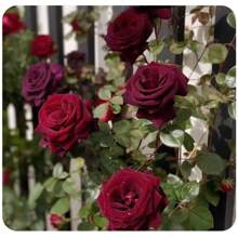 322 Pieces Black Buck Black Red Rose Seeds Four Seasons Easy-To-Live Indoor And Outdoor Balcony Planting - 322 - 查看 3