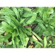 200pcs High Yield Flower 100x Recao Seeds, Culantro, Eryngium Foetidum, One Of The Best Spices For Cooking, Very Aromatic, Food Flavoring And Seasoning Herbs Plants Live   Vegetable Seeds Seeds Hosta Plants Plants Gardening Flower Seeds Plant Flowers For Outside Semillas De Flores Para Sembrar Gardening  All  Plants For Outside Mosquito Repellent Outdoor Garden Plants Seeds For Planting Perennial Flower Seeds Plant Seeds
