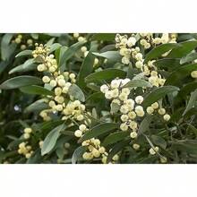 210 Pieces High Yield Planting Of Australian Black Boxwood Seeds, Black Acacia, Yellow Flower Seeds, Plants On , Vegetable Seeds, Hosta Plants, Garden Plants, Flower Seeds, Plants For Outdoors, Semillas De Flores Para Sembrar, Garden , All  Plants For Outdoors, Mosquito Repellent, Garden Plants For Outdoors, Seeds For Planting Perennial Flower Seeds, Plant Seeds