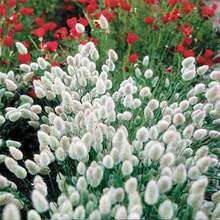 Lagurus Ovatus - 100 Seeds - Everlasting - Soft And Fluffy -