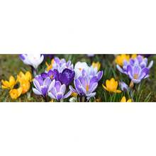 Easy To Grow Crocus 'Ruby Giant' Plant Bulbs (500 Seed) - Magenta Pink Flowering Blooms In Early Spring Gardens - 1pack-500 - View 4