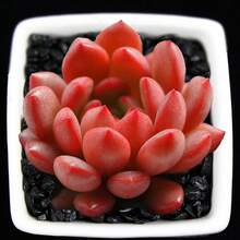 Mixed Succulent Plant Seeds, Lithops Seeds. 100 Pieces - 變體1 - 查看 2