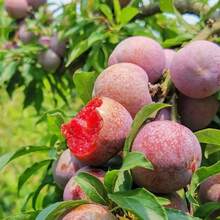 Free Extra 500 Seeds/American Apricot Plum Tree Seedlings American Dinosaur Egg Pl Plants Live   Vegetable Seeds Seeds Hosta Plants Live Plants Plants Gardening Flower Seeds Plant Flowers For Outside Semillas De Flores Para Sembrar Gardening  All  Live Plants Not Seeds Live Plants  Plants For Outside Mosquito Repellent Outdoor Garden Perennial Plants Seeds For Planting Live Plants  Not Seeds Perennial Flower Seeds Plant Seeds