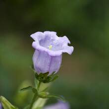 Campanula Medium Champion Lavender Seeds - Blooming Season - Attracts Pollinators - Low Maintenance - Plants In Spring/Summer 8060b - 種子 - 查看 1