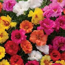 Vibrant Mixed Moss Rose Seeds - 1000+ Portulaca Grandiflora M Plants Live   Vegetable Seeds Seeds Hosta Plants Live Plants Plants Gardening Flower Seeds Plant Flowers For Outside Semillas De Flores Para Sembrar Gardening  All  Live Plants Not Seeds Live Plants  Plants For Outside Mosquito Repellent Outdoor Garden Perennial Plants Seeds For Planting Live Plants  Not Seeds Perennial Flower Seeds Plant Seeds